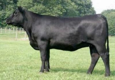 Angus zotli qoramollar