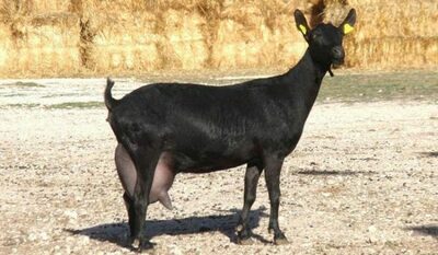 Mursiana zotli echkilar