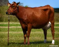 Qizilchoʻl qoramol zotli g'unajinlar