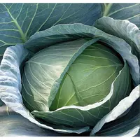 Семена капусты Роял Вентаж F1