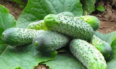 Cristina F1 bodring urug'i