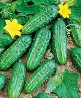 Strider F1 bodring urug'i