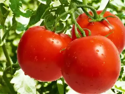 Sonia F1 tomat urug'i