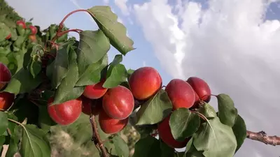 Klon payvandtagli intensiv o'rik ko'chatlari