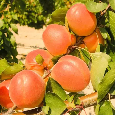 Klon payvandtagli intensiv o'rik ko'chatlari