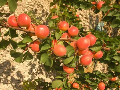 Klon payvandtagli intensiv o'rik ko'chatlari