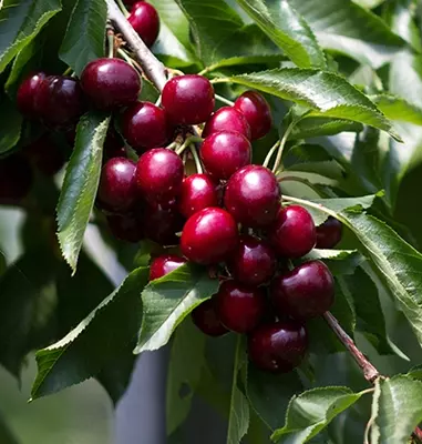 Klon payvandtagli intensiv gilos ko'chatlari