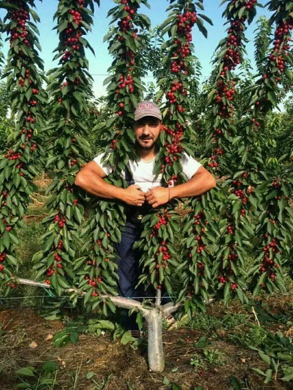 Klon payvandtagli intensiv gilos ko'chatlari