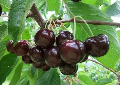 Klon payvandtagli intensiv gilos ko'chatlari