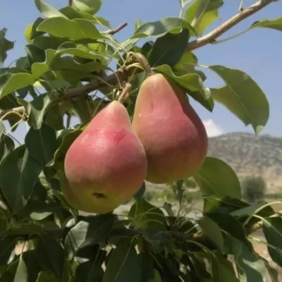 Klon payvandtagli intensiv nok ko'chatlari