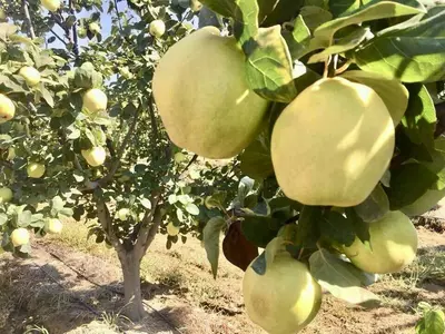 Klon payvandtagli intensiv bexi ko'chatlari
