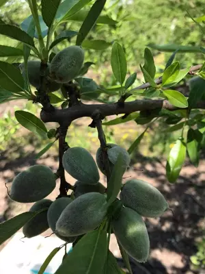 Klon payvandtagli intensiv bodom ko'chatlari