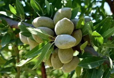 Klon payvandtagli intensiv bodom ko'chatlari