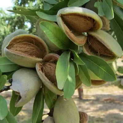 Klon payvandtagli intensiv bodom ko'chatlari