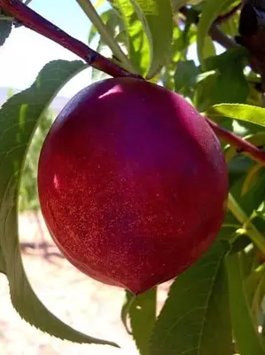 Klon payvandtagli intensiv nektarin ko'chatlari