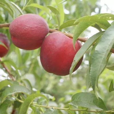 Klon payvandtagli intensiv nektarin ko'chatlari