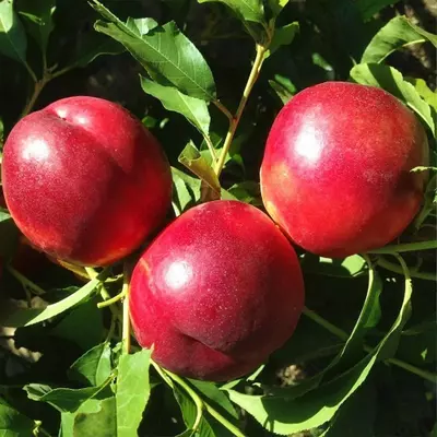 Klon payvandtagli intensiv nektarin ko'chatlari