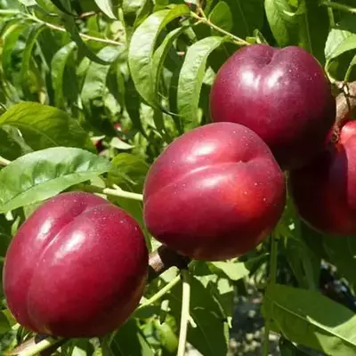 Klon payvandtagli intensiv nektarin ko'chatlari