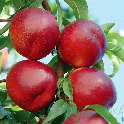 Klon payvandtagli intensiv nektarin ko'chatlari