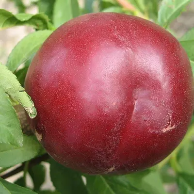 Klon payvandtagli intensiv nektarin ko'chatlari