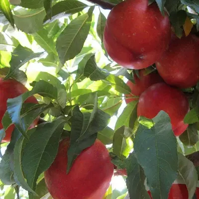 Klon payvandtagli intensiv nektarin ko'chatlari