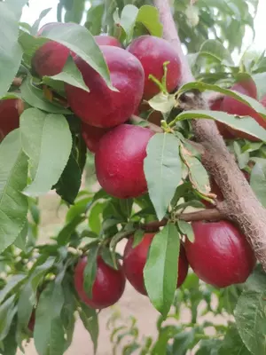 Klon payvandtagli intensiv nektarin ko'chatlari