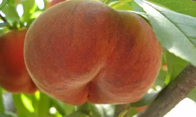 Klon payvandtagli intensiv anjir shaftoli ko'chatlari