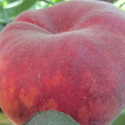 Klon payvandtagli intensiv anjir shaftoli ko'chatlari