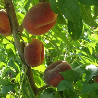 Klon payvandtagli intensiv anjir shaftoli ko'chatlari