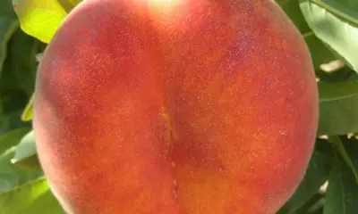 Klon payvandtagli intensiv anjir shaftoli ko'chatlari