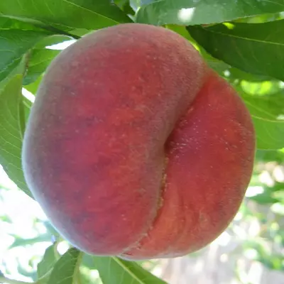 Klon payvandtagli intensiv anjir shaftoli ko'chatlari