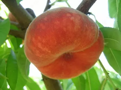 Klon payvandtagli intensiv anjir shaftoli ko'chatlari