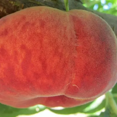 Klon payvandtagli intensiv anjir shaftoli ko'chatlari