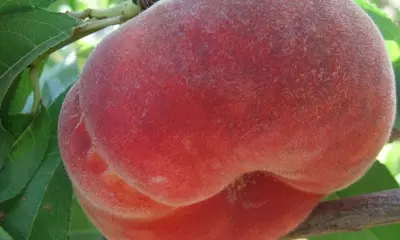 Klon payvandtagli intensiv anjir shaftoli ko'chatlari