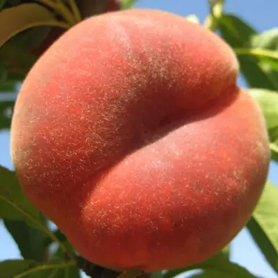 Klon payvandtagli intensiv anjir shaftoli ko'chatlari