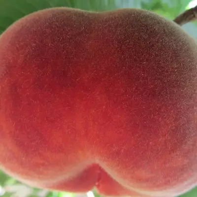 Klon payvandtagli intensiv anjir shaftoli ko'chatlari