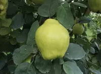 Klon payvandtagli intensiv bexi ko'chatlari