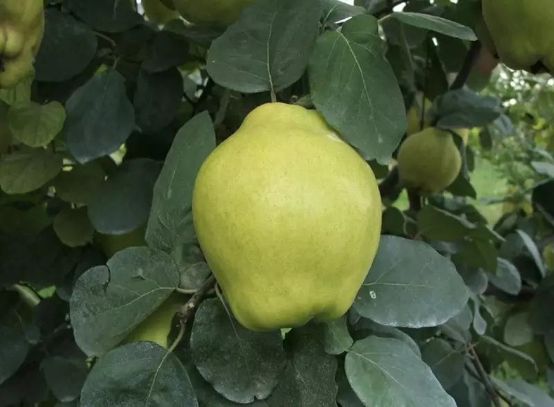 Klon payvandtagli intensiv bexi ko'chatlari