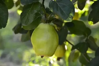 Klon payvandtagli intensiv bexi ko'chatlari