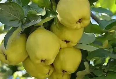 Klon payvandtagli intensiv bexi ko'chatlari