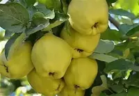 Klon payvandtagli intensiv bexi ko'chatlari