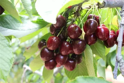 Klon payvandtagli intensiv gilos ko'chatlari