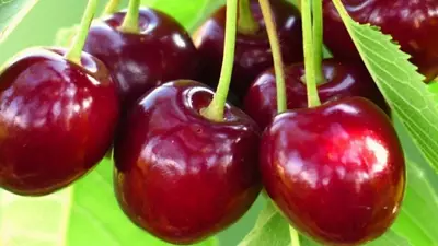 Klon payvandtagli intensiv gilos ko'chatlari