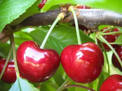 Klon payvandtagli intensiv gilos ko'chatlari