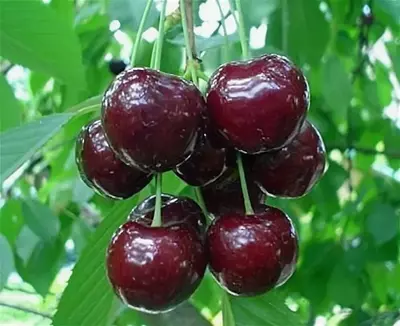 Klon payvandtagli intensiv gilos ko'chatlari