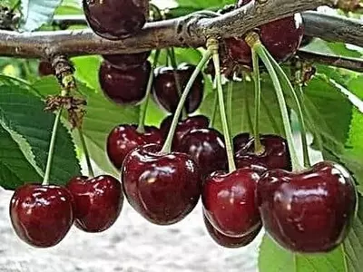 Klon payvandtagli intensiv gilos ko'chatlari