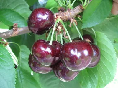 Klon payvandtagli intensiv gilos ko'chatlari