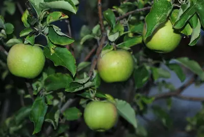 Klon payvandtagli intensiv olma ko'chatlari