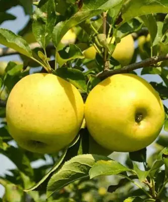 Klon payvandtagli intensiv olma ko'chatlari