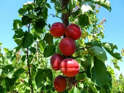 Klon payvandtagli intensiv o'rik ko'chatlari